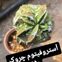 کاکتوس پیوندی|گل و گیاه طبیعی|شاهرود, |دیوار