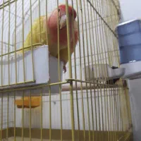 جفت مولد برزیلی|پرنده|قرچک, زیبا شهر|دیوار