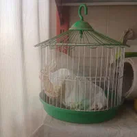 قفس با وسایل
