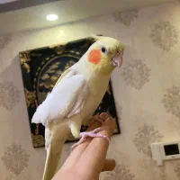 عروس هلندی مولد و بالغ و جوجه(گیرینچیک-ملنگو-راهب)|پرنده|رشت, یخسازی|دیوار