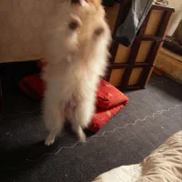 سگ نر نژاد پاور|سگ|بجنورد, |دیوار