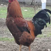 فروش خروس گلپایگان