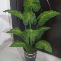 گل مصنوعی|گل مصنوعی|کوهدشت, |دیوار