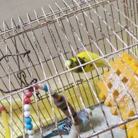 فروش دو عدد مرغ عشق