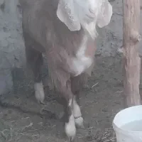 بز نر|حیوانات مزرعه|کرباسک, |دیوار