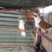 کبوتر
