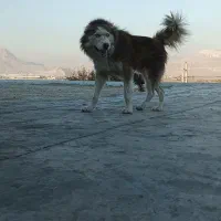 واگزاری|سگ|خرم‌آباد, |دیوار