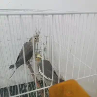 عروس هلندی|پرنده|چناران, |دیوار