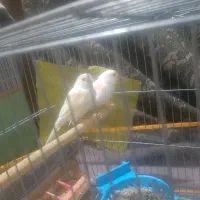 قناری سفید صدفی