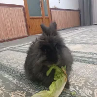 خرگوش|موش و خرگوش|جوانرود, |دیوار