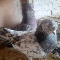 کبوتر و خروس