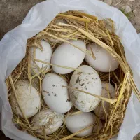 تخم غاز نطفه دار محلی