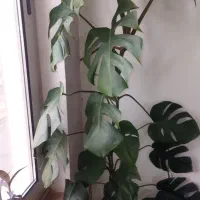 گل برگ انجیری|گل مصنوعی|مشهد, الهیه|دیوار