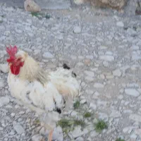 مرغ|حیوانات مزرعه|چوار, |دیوار