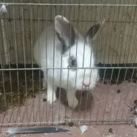 خرکوش نر|موش و خرگوش|کومله, |دیوار