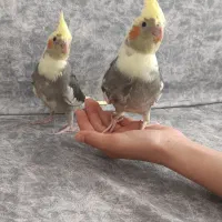 عروس هلندی سرلاکی