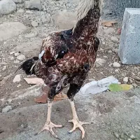 جوجه خروس لاری نسل