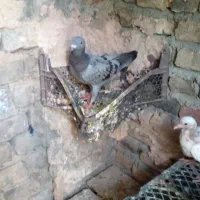 واگذار کبوتر