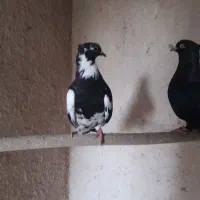 کبوتر بوشهری