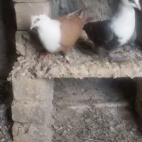 کبوتر مخمل|پرنده|برازجان, |دیوار