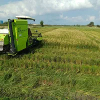 برنج طارم هاشمی کشت دوم تمییز شده اعلا و معطر|خوردنی و آشامیدنی|ساری, |دیوار