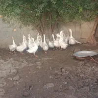 تعدادی غاز لیندا و محلی