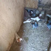 فروش کفتر توقی|پرنده|شیراز, ارم|دیوار