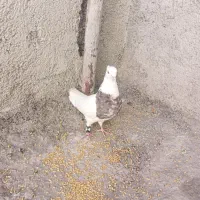 یک جفت کبوتر طوقی اصل تمیز اماده تخم گذاری