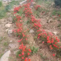 ۱۵۱متر زمین برازان سه نبش