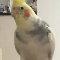 پرنده طوطی عروس هلندی سخنگو دلبندم گمشده|پرنده|ساری, |دیوار