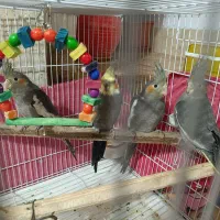 ۳ تاعروس هلندی جوجه ۳ ماهه