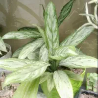 گل پاندانوس غول پیکر و فیکوس اگلنما|گل و گیاه طبیعی|کرمان, |دیوار