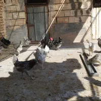 تخم نطفه دار گلین