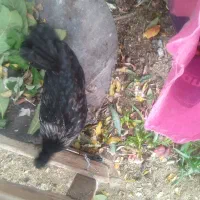 فروش تعدادی مرغ مادری تخم. گذار محلی مرغ گردن لخت|حیوانات مزرعه|فسارود, |دیوار