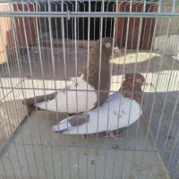 جفت سینه قهوای تخم جوجه ای ،|پرنده|کرمان, |دیوار