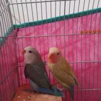 طوطی برزیلی