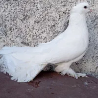 کبوتر دم چتری