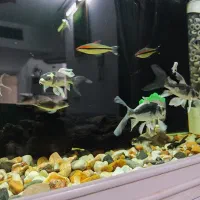 ماهی کوی مایان (کابوتا)|ماهی|اسلامشهر, شهرک قائمیه|دیوار