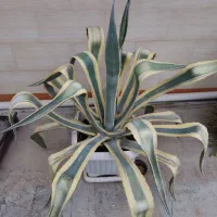 کاکتوس آگاو|گل و گیاه طبیعی|گنبد کاووس, |دیوار