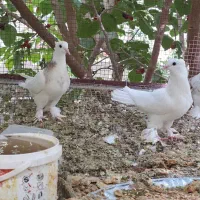 کبوتر