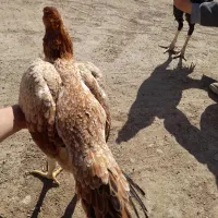 مرغ لاری|حیوانات مزرعه|زنجانرود, |دیوار