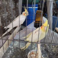 عروس هلندی