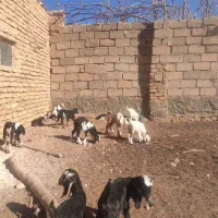 بز و بزغاله شیری