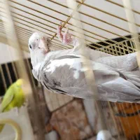 عروس هلندی نر