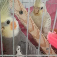 عروس هلندی نر گمشده