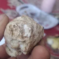 جمجمه استخوانی آدم کوتوله یافضایی چند هزارسال قد