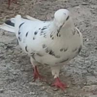 کفتر تهرانی