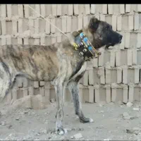 سن دوسال گله ای دهن پاک قد۸۵پرزور|سگ|مشهد, انقلاب|دیوار