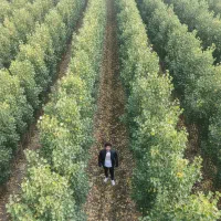 صنوبر اقلید، گزینه‌ای عـالی برای کشاورزان حرفه‌ای|خدمات باغبانی و درختکاری|اقلید, |دیوار