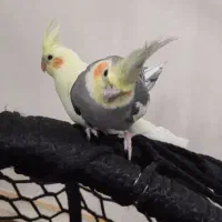 جفت عروس هلندی|پرنده|سوسنگرد, |دیوار